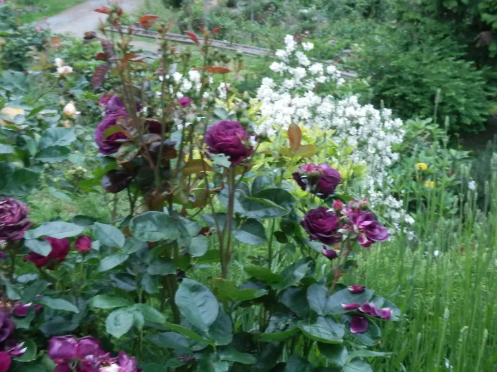 Armand Heights Bed & Breakfast Ganges